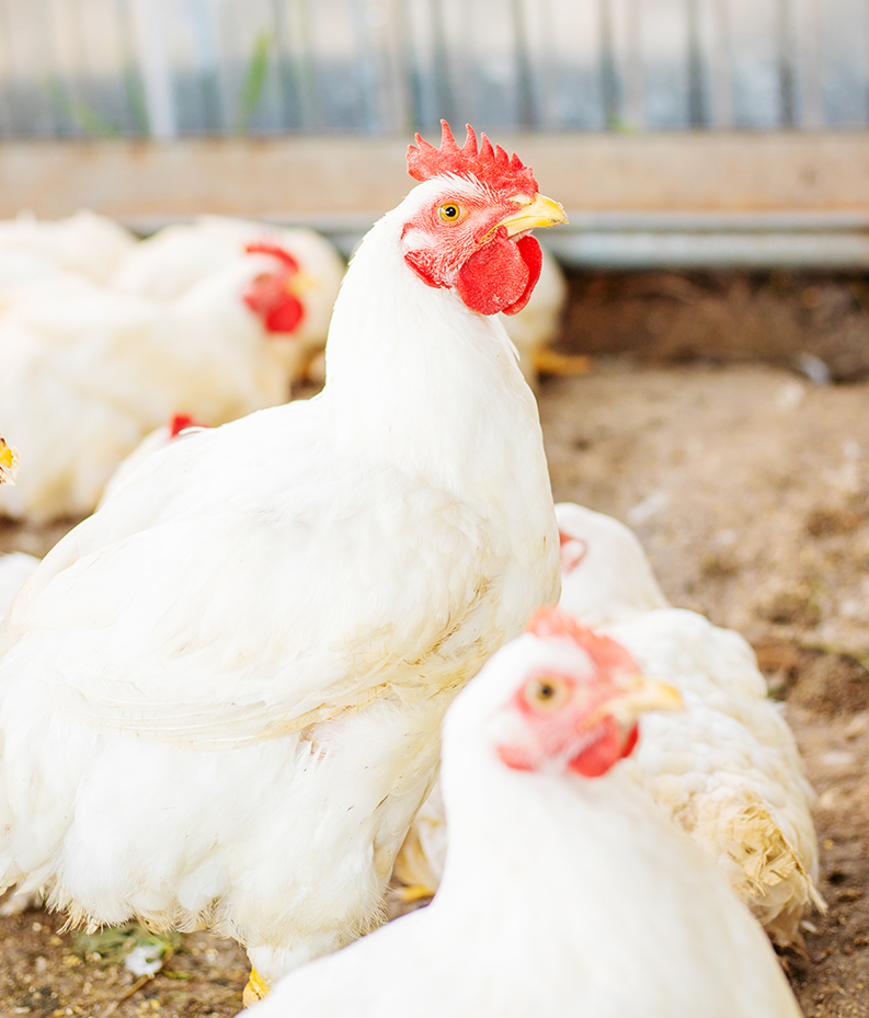 chickens-broilers-farm-selective-focus