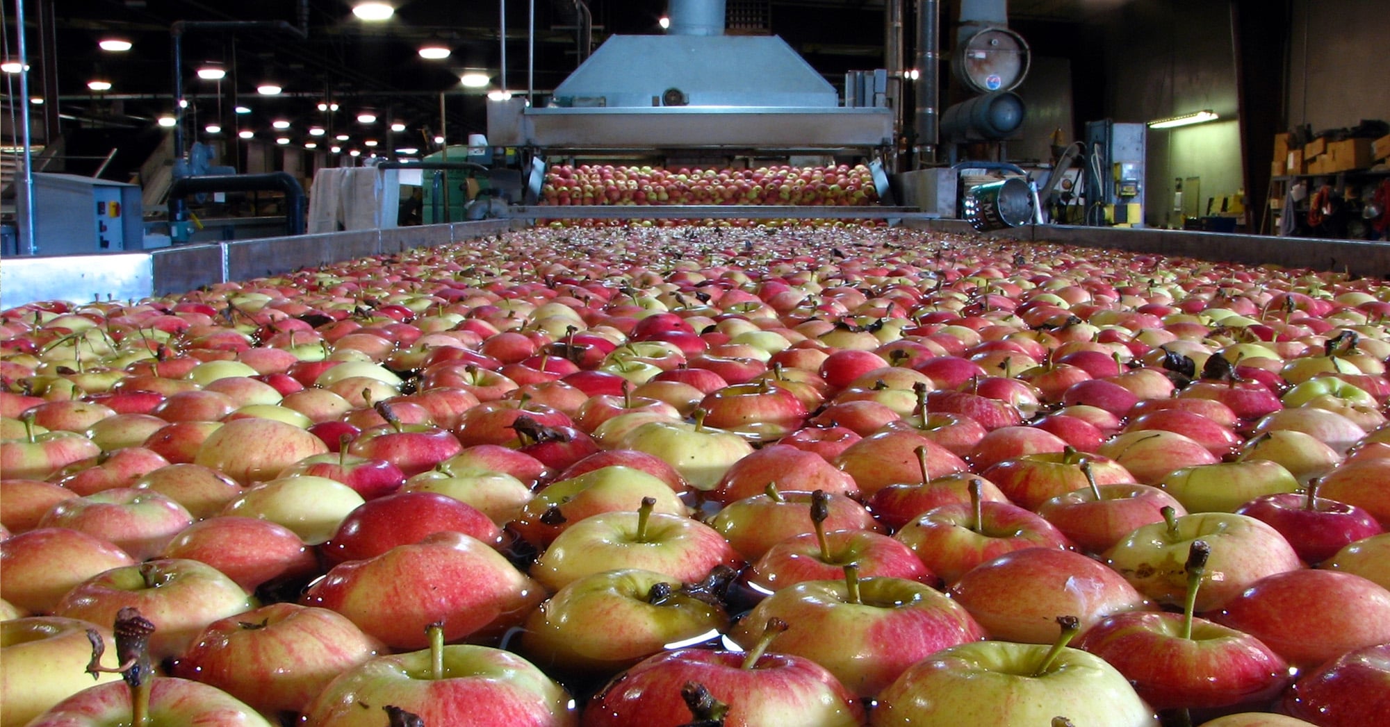 Red and yellow apples floating in a water-filled processing tank at an industrial fruit packing facility, with conveyor belts and washing equipment in the background.